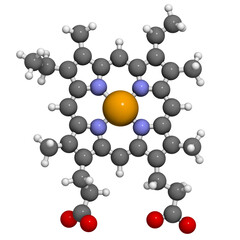 Heme B (haem B) molecule. Heme is an essential component of hemoglobin, myoglobin, cytochrome, catalase and other metalloproteins. 3D rendering.