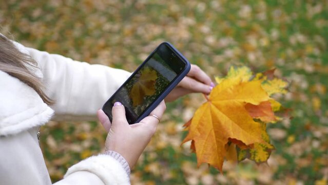 A young woman takes pictures on her smartphone of autumn fallen maple leaves. People, technology and nature.