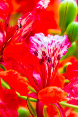 Royal Poinciana flower in garden.