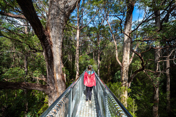 girl with ponytails admires nature walking on a bridge among the treetops; valley of the giants,...