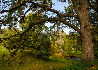 An oak tree and its mighty branches against the backdrop of an autumn deciduous forest with a small river and a blue sky.