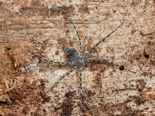 Camouflaged spider on a tree trunk. Tama edwardsi.
