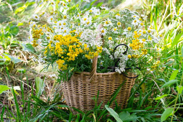 Basket of medicinal herbs on grass
