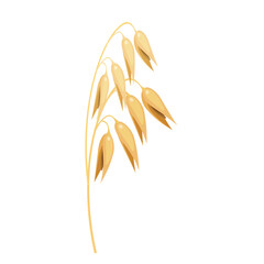 Oat spike. Vector illustration of a cereal plant. Grain culture