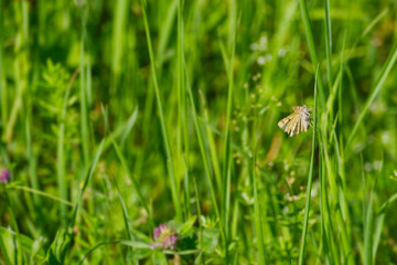 Burnet companion moth (Euclidia glyphica) butterfly perched on a blade of grass in Zurich, Switzerland