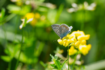 Silver-studded blue (Plebejus argus) butterfly perched on yellow flower in Zurich, Switzerland