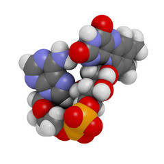 Flavin adenine dinucleotide (FAD) redox coenzyme molecule.