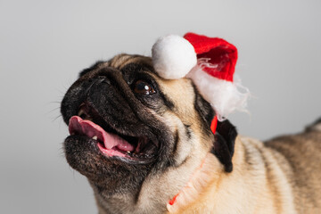 purebred pug dog in santa hat looking up isolated on grey.