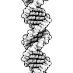 DNA, 3D molecular structure. DNA is the main carrier of genetic information in all organisms. The DNA shown here is part of a human gene and is shown as a linear double helix.