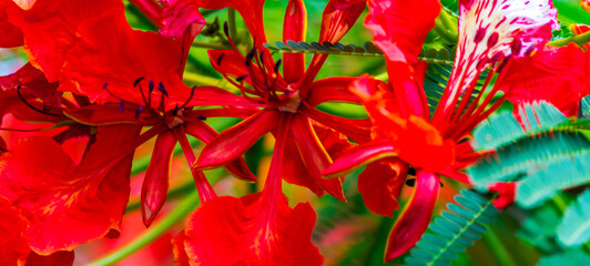 Fototapeta premium Royal Poinciana flower in garden.