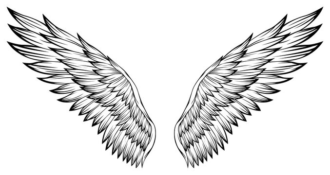 Bird wings png illustration tattoo style. Hand drawn design element.
