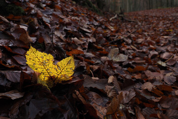 Leuchtendes Ahornblatt