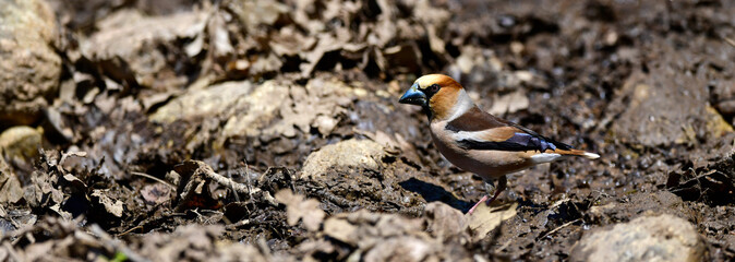 Hawfinch // Kernbeißer (Coccothraustes coccothraustes)