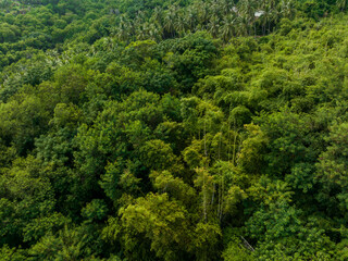 Top down view of the tropical forest jungle