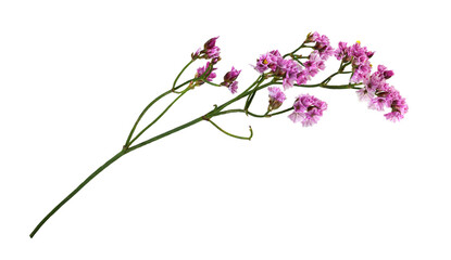 Twig of pink limonium flowers isolated