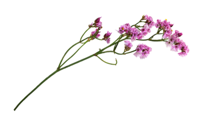 Twig of pink limonium flowers isolated