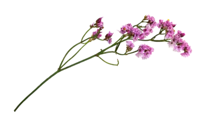 Poster Twig of pink limonium flowers isolated © Ortis