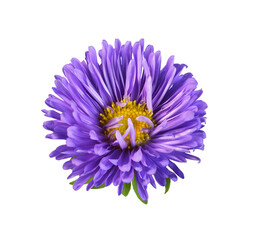 Purple aster flower solated
