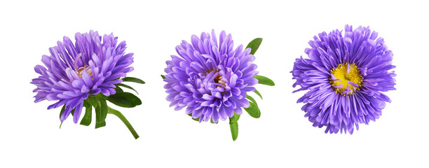 Set of rurple aster flowers isolated - 534030163