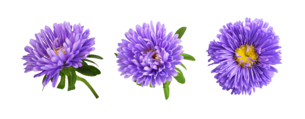Set of rurple aster flowers isolated