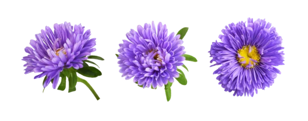 Foto op Plexiglas Set of rurple aster flowers isolated © Ortis