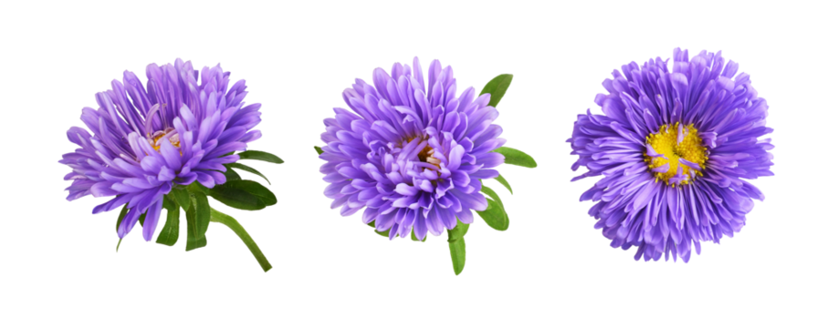 Set of rurple aster flowers isolated
