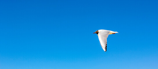 Seascape beach flying seagull on the North Sea coast Germany.