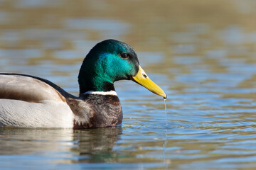 duck in water