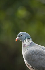 Wood pigeon Columba palumbus with blurred green background