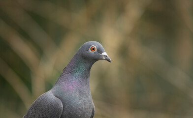 close up of a pigeon
