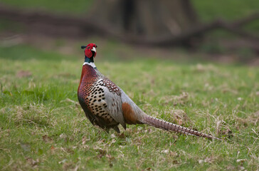 pheasant male in the grass