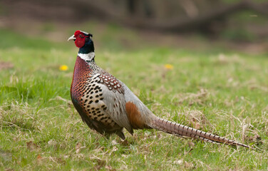 male Ringneck Pheasant scientific name Phasianus colchicus  upright in a field of grass