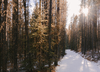 Sunny view of a wintry forest