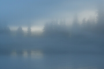 Obraz na płótnie Canvas Forest shoreline in fog.