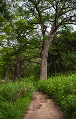 A path leading to a tall Cypress tree near a river bank