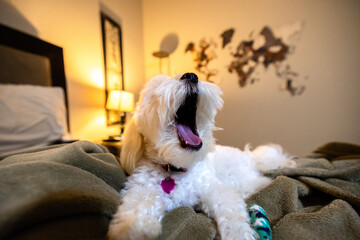 A wide angle of a maltipoo yawning while sitting on a bed - obrazy, fototapety, plakaty