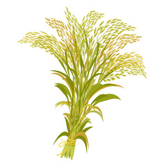 Rice harvest. Bunch of ears tied with rope. Vector illustration of cereal stalks isolated.