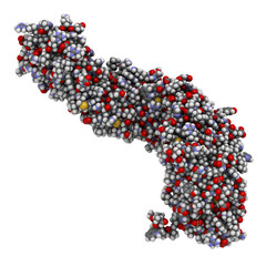 Beta-catenin (armadillo and C-terminal domain) protein. Corresponding CTNNB1 gene is a proto-oncogene.