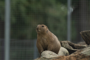 cute prairie dog curious watching