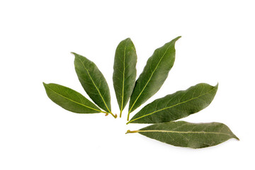 Obraz premium Daphne leaves on the white background