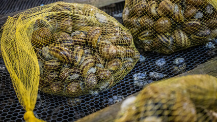 Snail organic farming, restaurant delicacy. Cultivation and export of edible snail.