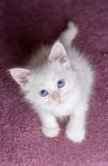 Fototapeta na wymiar White kitten with blue eyes cat