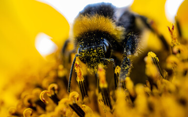 Macro of a bumblebee collecting pollen from a sunflower flower
