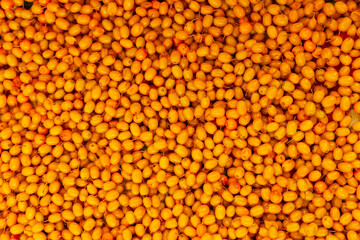 Fototapeta premium Sea-buckthorn. Orange background of ripe juicy autumn berries.