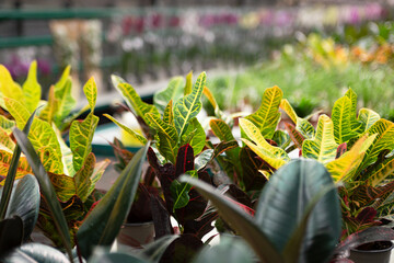 Natural background from multicolored leafs of croton plant. © Bidzilya