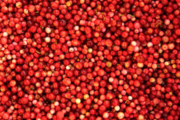 Cranberries. Red and orange background of ripe juicy autumn berries.