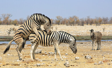 Obraz na płótnie Canvas The Mating Game, with Zebras in Etosha National Park, Namibia, Southern Africa