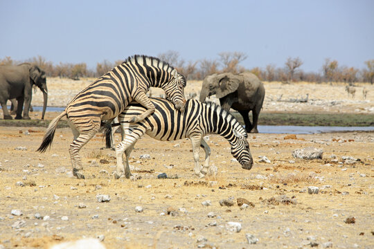 Two Zebras mating while two elephants watch on in the background - with a natural bush background and pale blue hazy sky. Rietfontein, Etosha National Park, Namibia