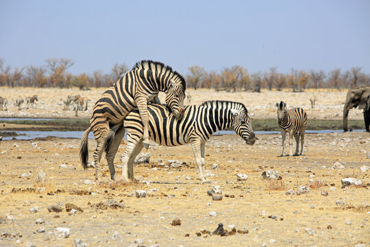 Zebras Mating - while another zebra and an elephant watch in Etosha National Park, Namibia