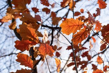 Golden autumn leafs on the branch,blue sky on background.